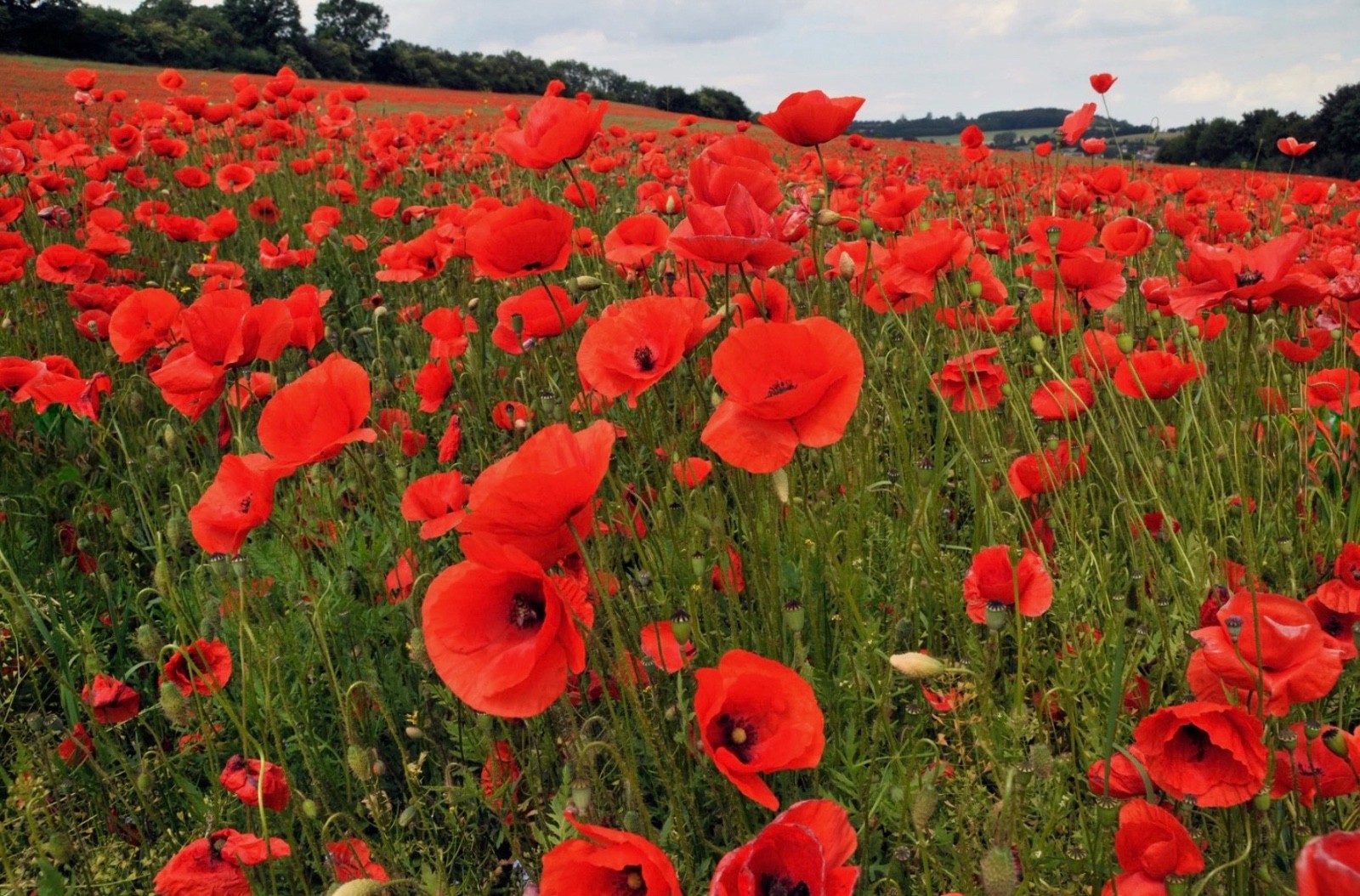 1000-3000 Red Corn (Flanders) Poppy Seeds, American Legion Flower, Fresh 2026