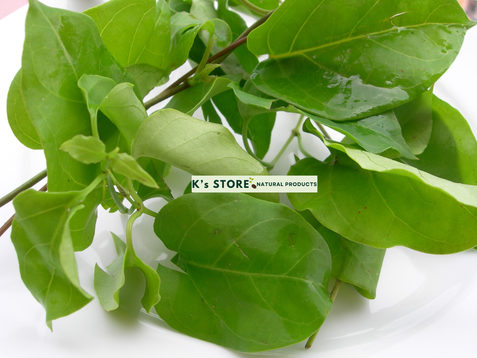 RIVER LEAF VINE SEEDS , HAT LÁ GIANG |HIGH GERMINATION RATE 85%|