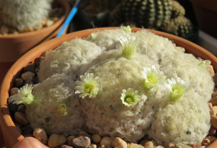 Seed- Mammillaria plumosa 25+ seeds (2026)