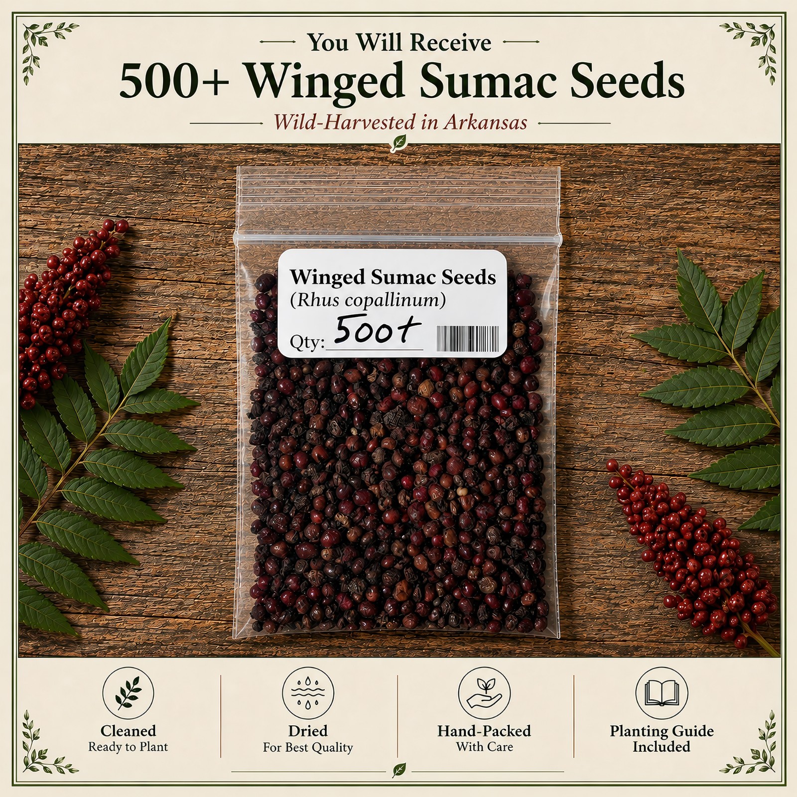 500 Winged Sumac Seeds (Rhus copallinum) Flameleaf Sumac Seeds – Zones 4-9 USA