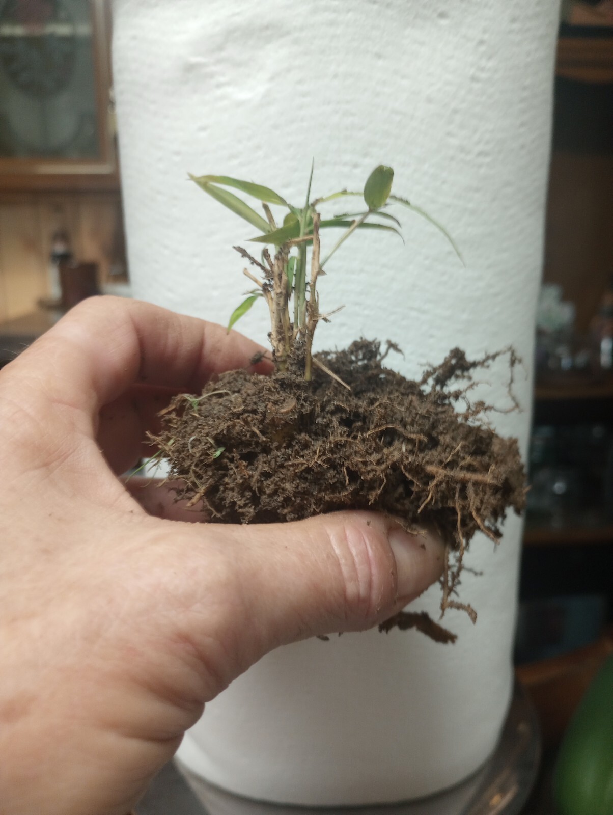 4 Bamboo Plants 2″ Live Starter Plant Now Organic All Season Very Fast Growing