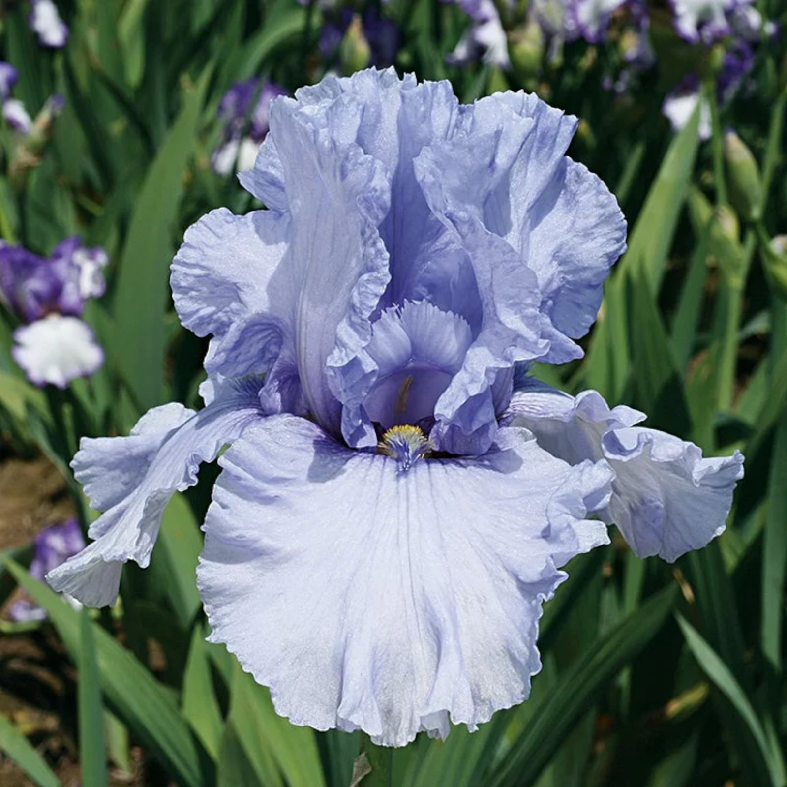 Mixed Color Rare Iris Flower Seeds (30pcs) – Perennial, Iris for Autumn Blooms