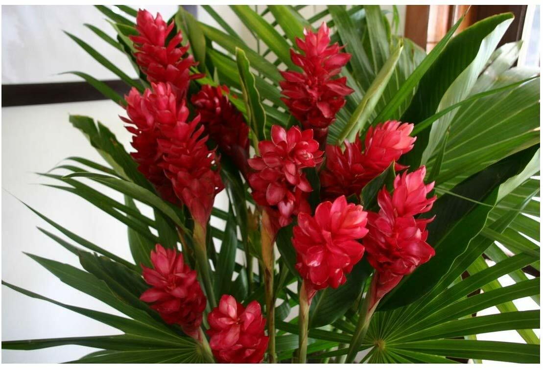 5 pk Hawaiian Tropical Ginger Plant Roots – Red, Blue, White, Yellow and Pink