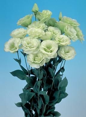 Lisianthus Mariachi Lime Green 500 seeds