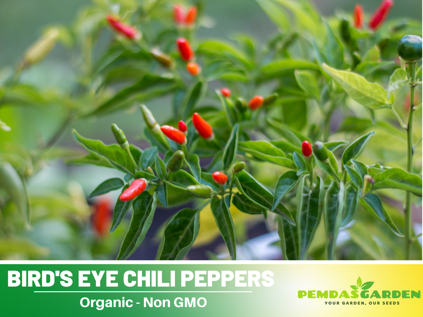 35 Seeds| Bird’s Eye Chili Peppers (Thai) Seeds#6039