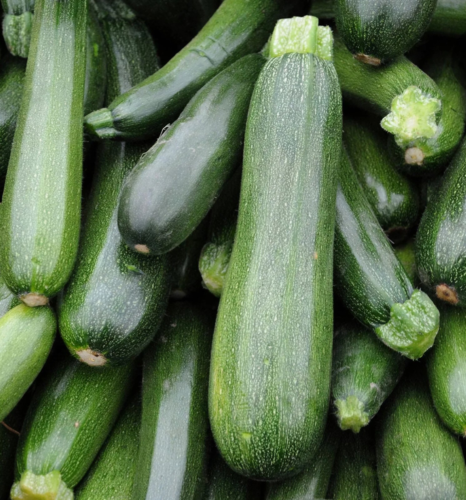 Dark Green Zucchini Summer Squash Seeds, NON-GMO,