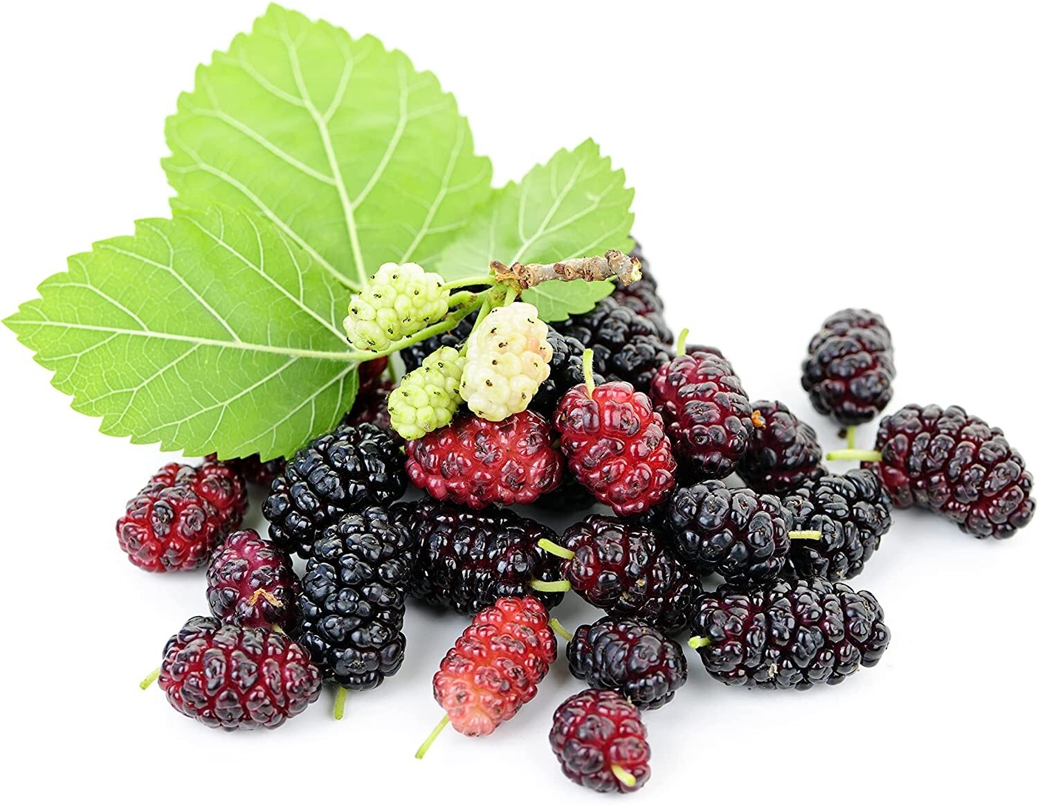 100 Sweet Lavender Mulberry Seeds, USA Seller Free Shipping Fruit Seeds Fragrant
