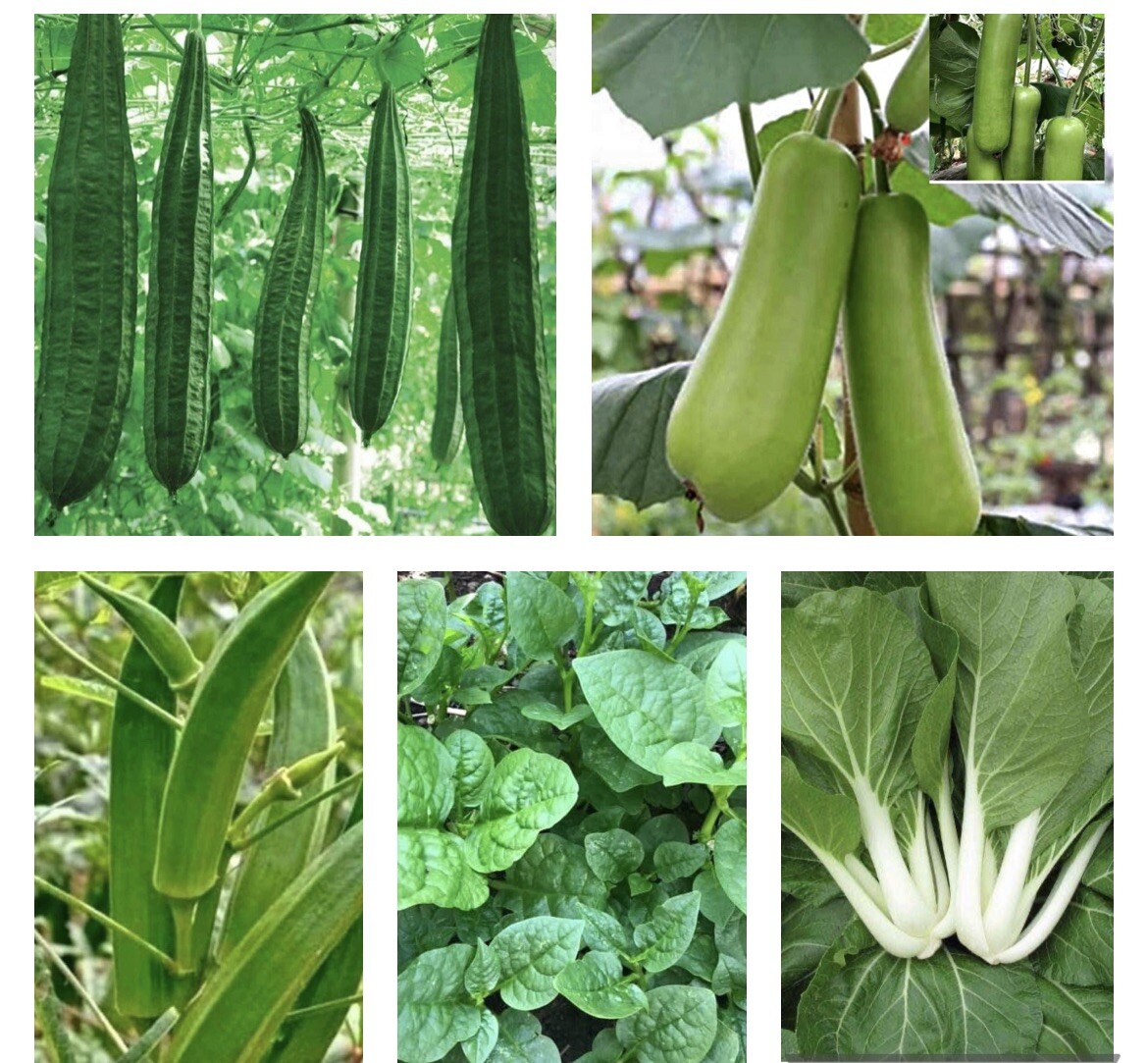 10 packets ASIAN VEGETABLE SEEDS Bundle Non GM0 Heirloom