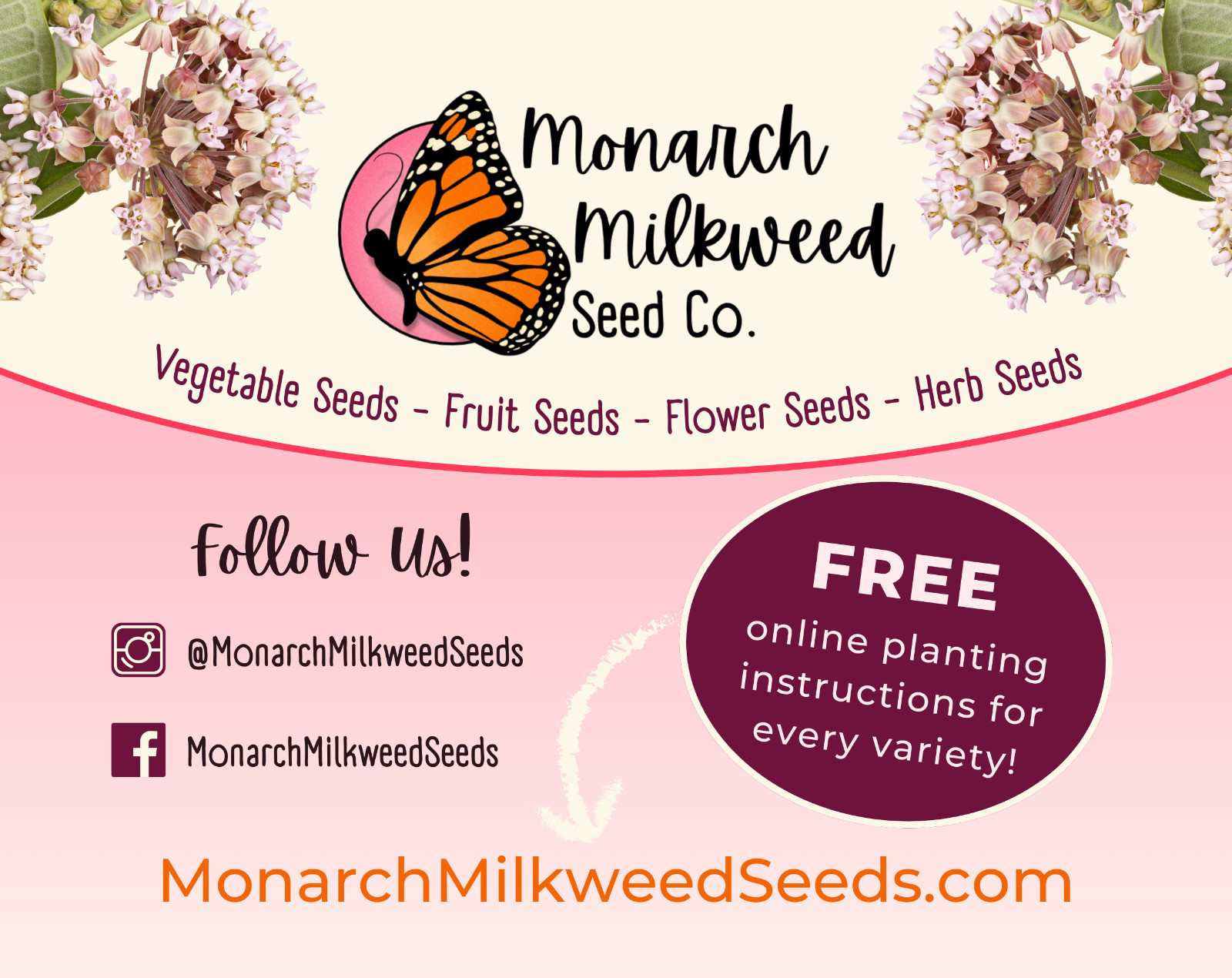 150+ ORANGE BUTTERFLY MILKWEED SEEDS | Monarch Butterfly Native Pollinator Plant