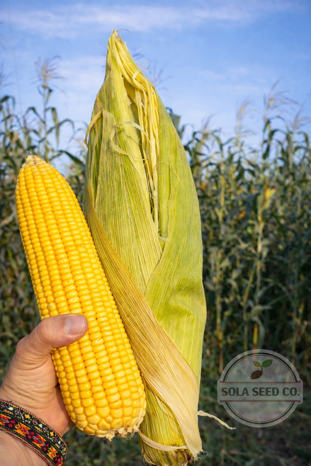 25 Rare Yellow Tuxpeño Mexican Corn Seeds Heirloom Maize Traditional Masa Elote