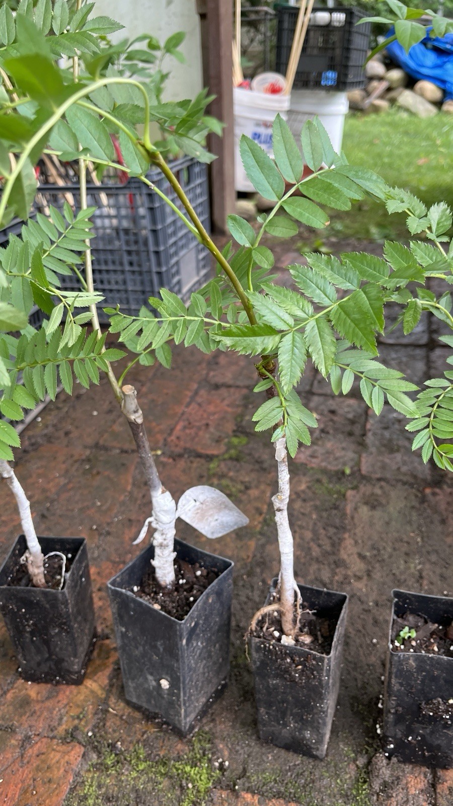 1 yo 6-12” tall Sorbus Cashmiriana Kashmir Rowan Tree white fruits grafted plant