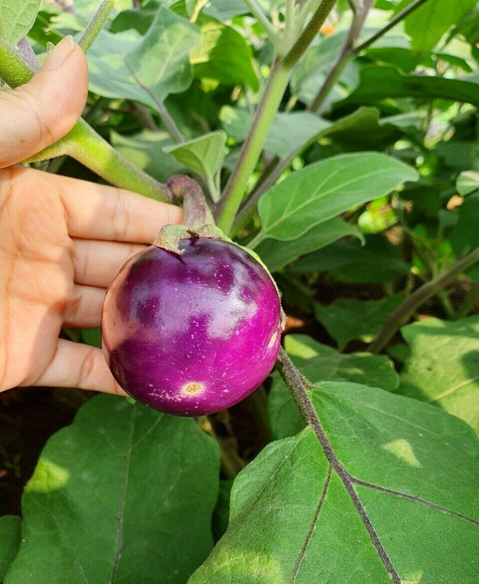 50+ PCS ROUND MINI PURPLE EGGPLANT SEEDS, HẠT CÀ PHÁO TÍM, 茄子 |90% GERMINATION
