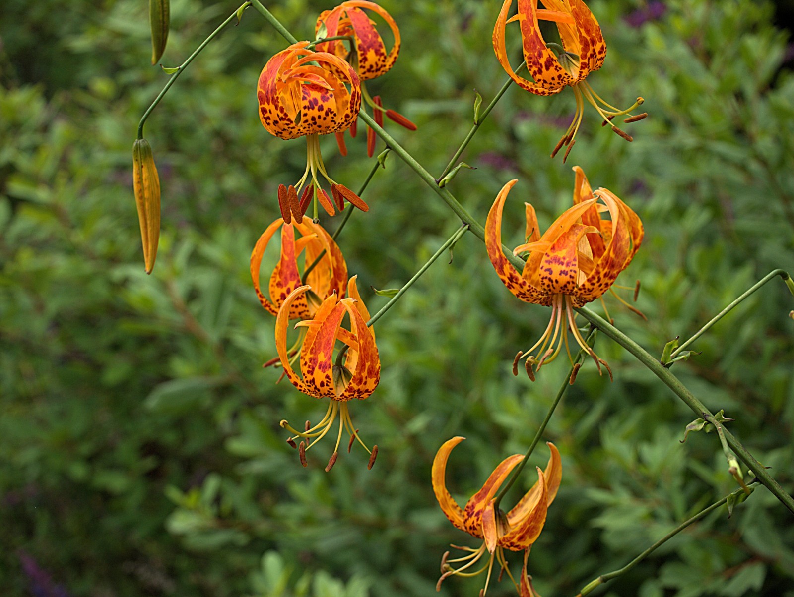 Humboldt Lily Seeds California Native Seed Lilium humboldtii ssp. ocellatum Rare