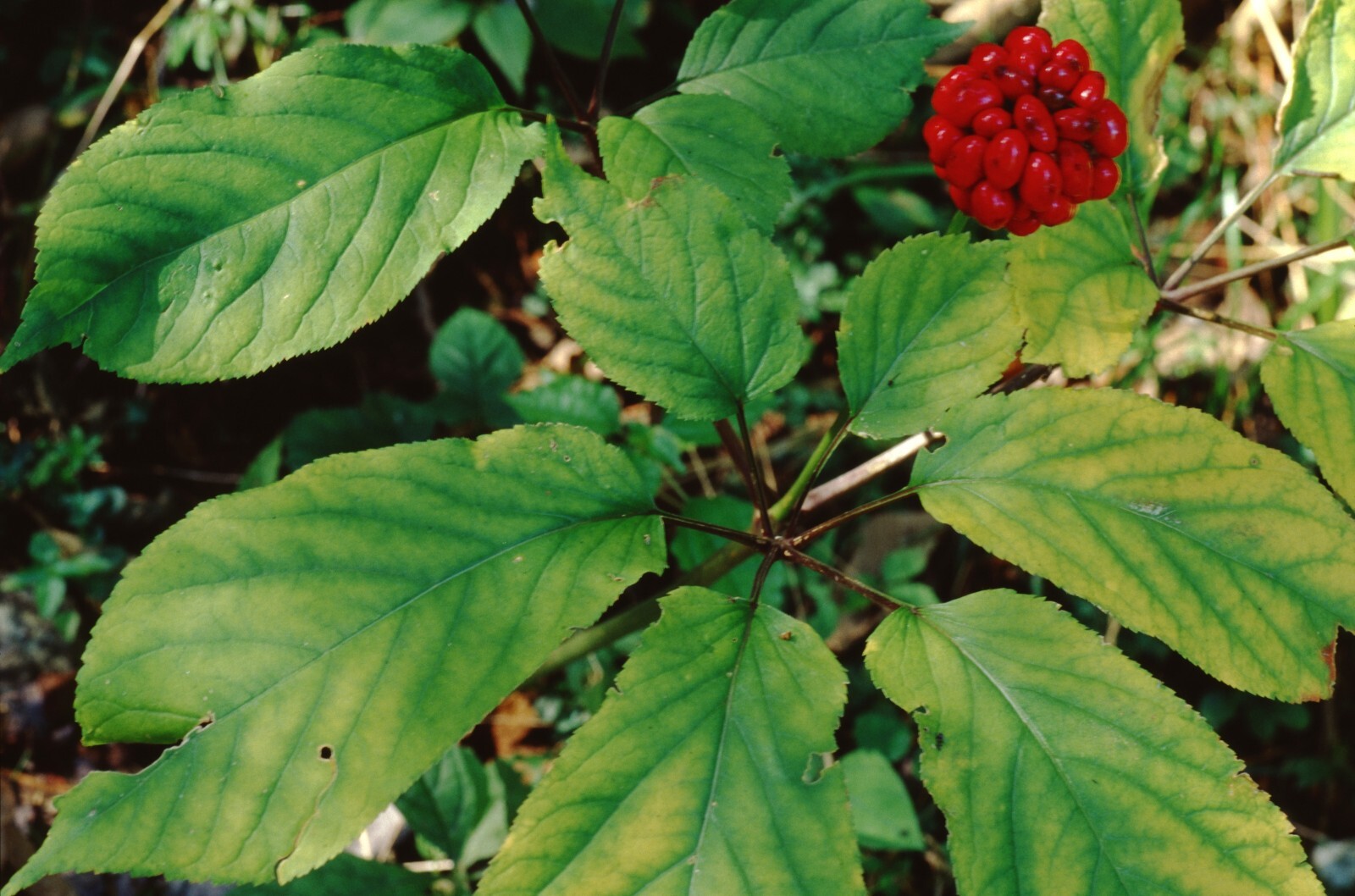 Ginseng Rootlets, Grow Your Own Wild Ginseng Seed from Root Stock! (3 Roots)