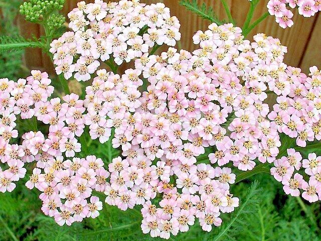 COLORADO YARROW Seeds *FREE Shipping!* Achillea Millefolium Pink Yarrow Herb