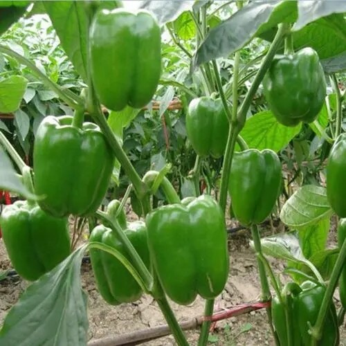 GREEN BELL PEPPER SEEDS 100+ “EMERALD GIANT” SWEET PEPPER Non-Gmo FREE SHIPPIN7