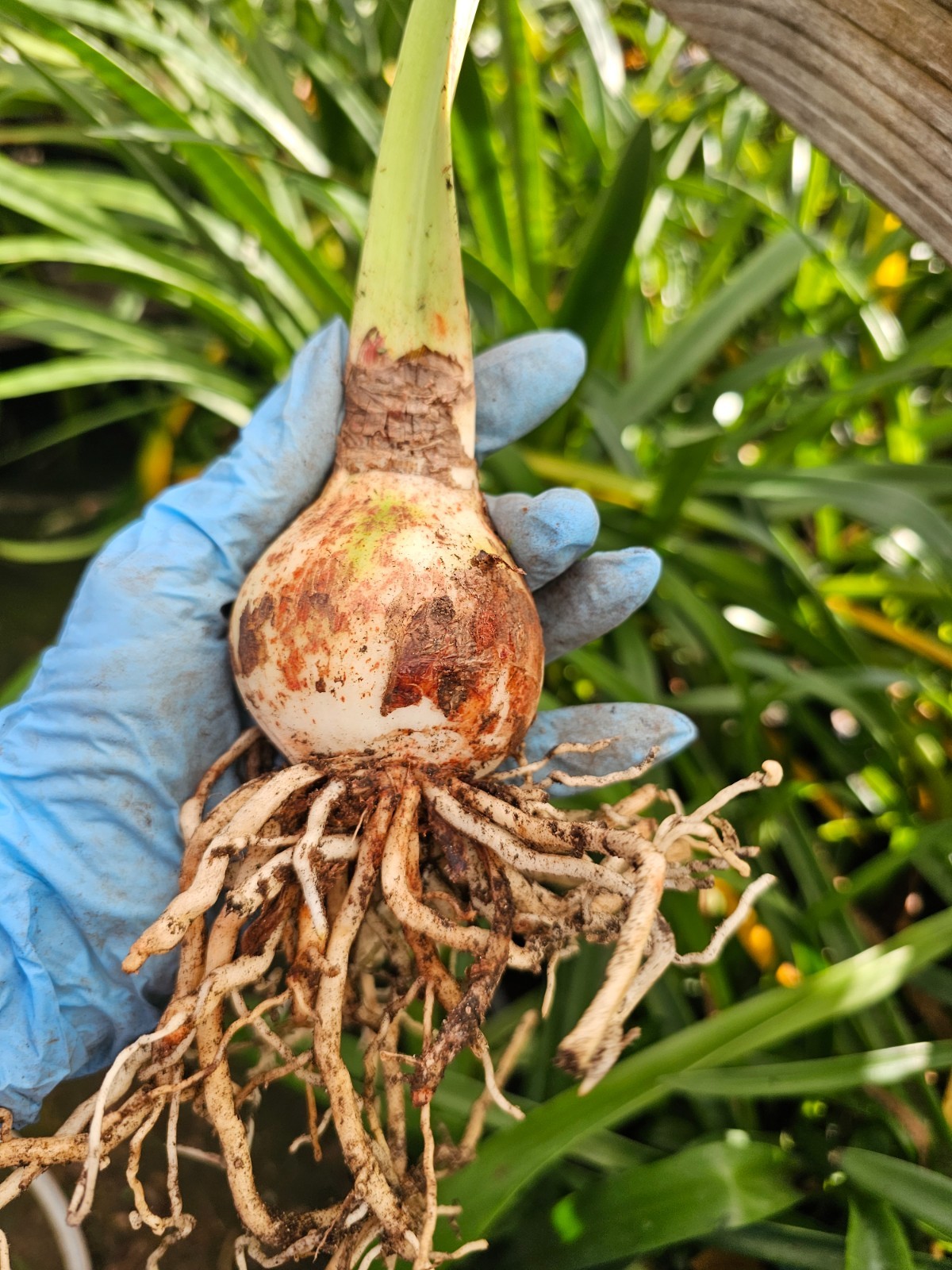 Amaryllis – Hippeastrum- Faro x Minerva seed grown Bulbs Blooming Size