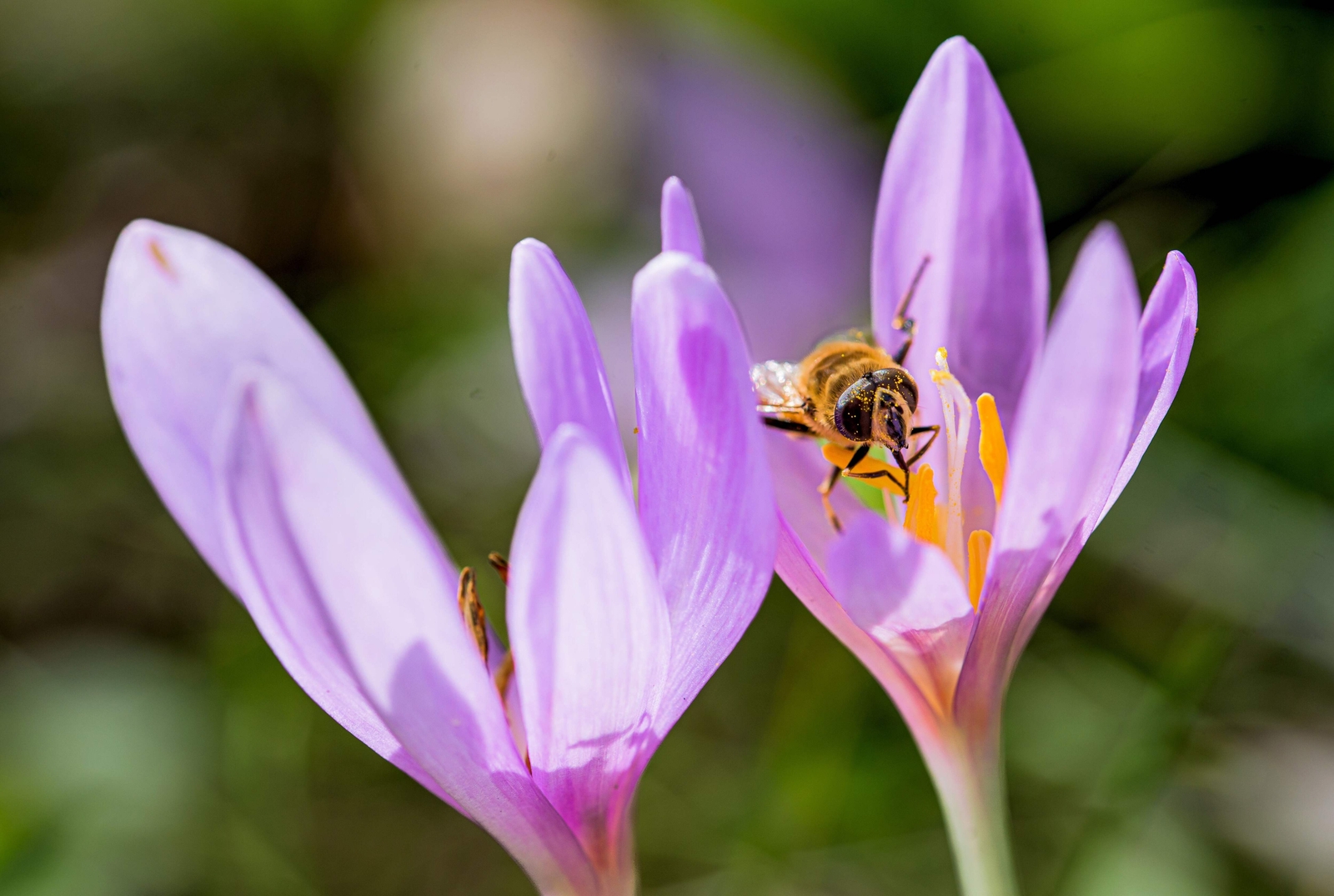 10 AUTUMN CROCUS Colchicum Autumnale Meadow Saffron Flower Seeds *Comb S/H