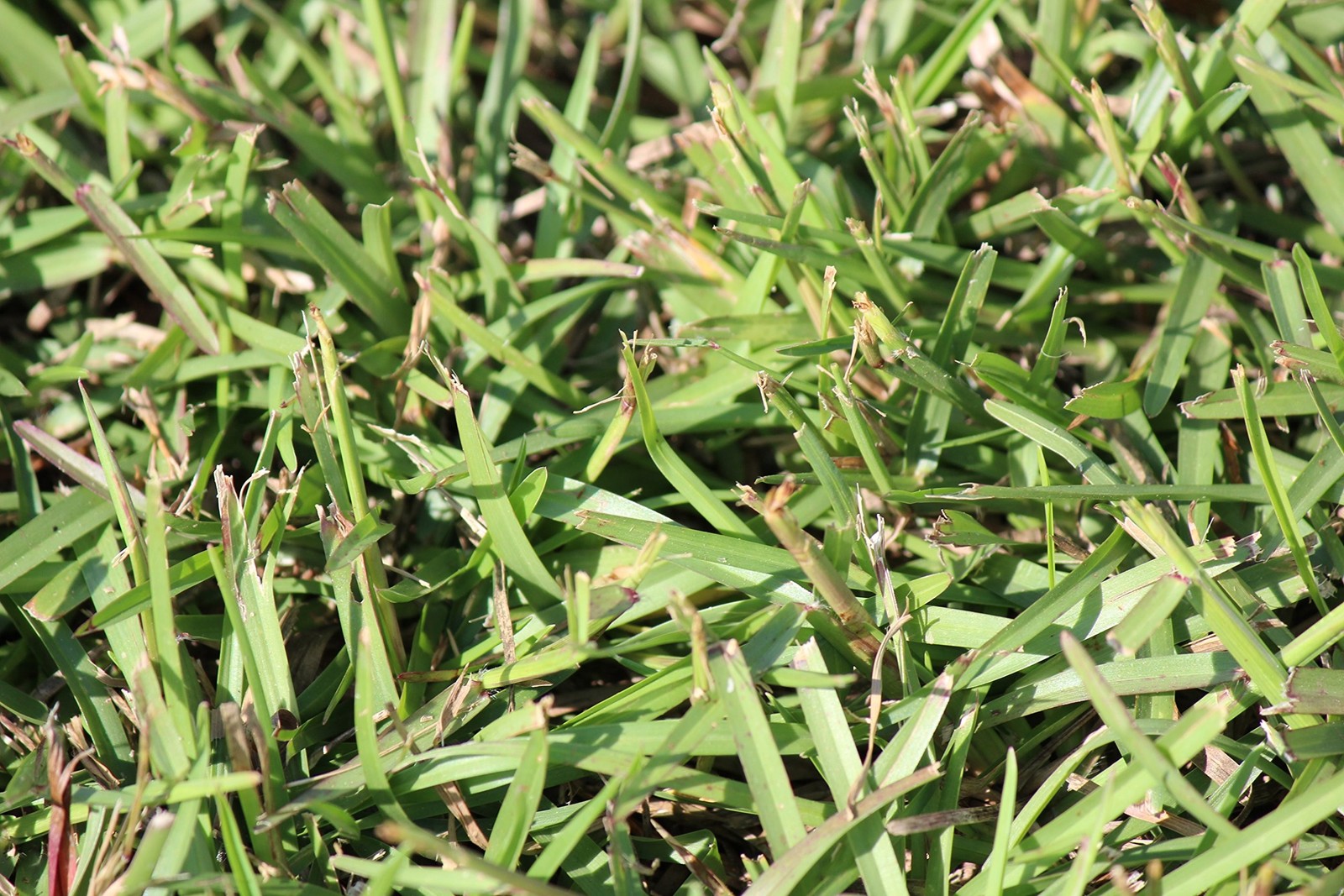 Centipede Grass Seed 5 Pound 5lb