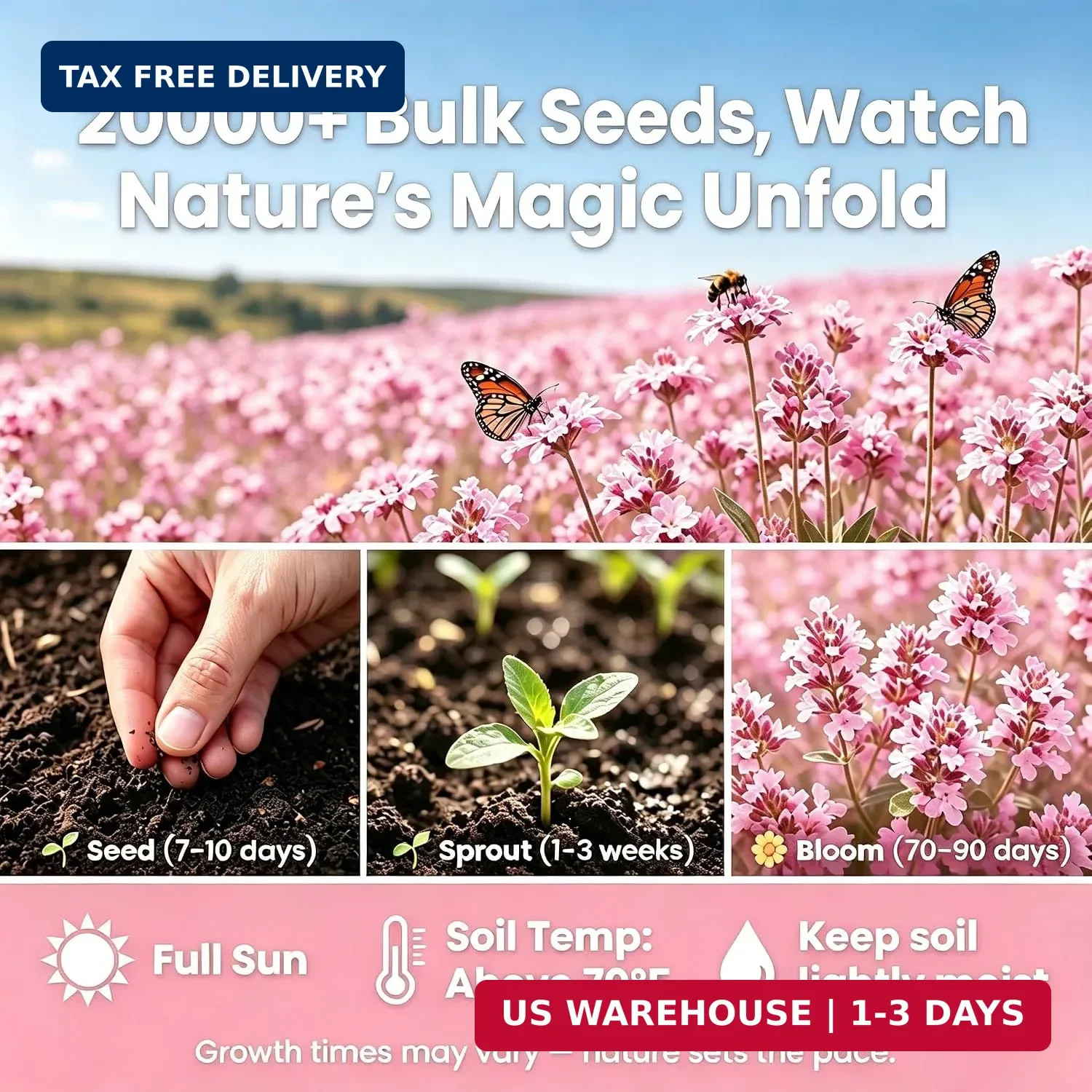 Pink Creeping Thyme Ground Cover Flower Seeds for Planting, 20003+pcs Perennial