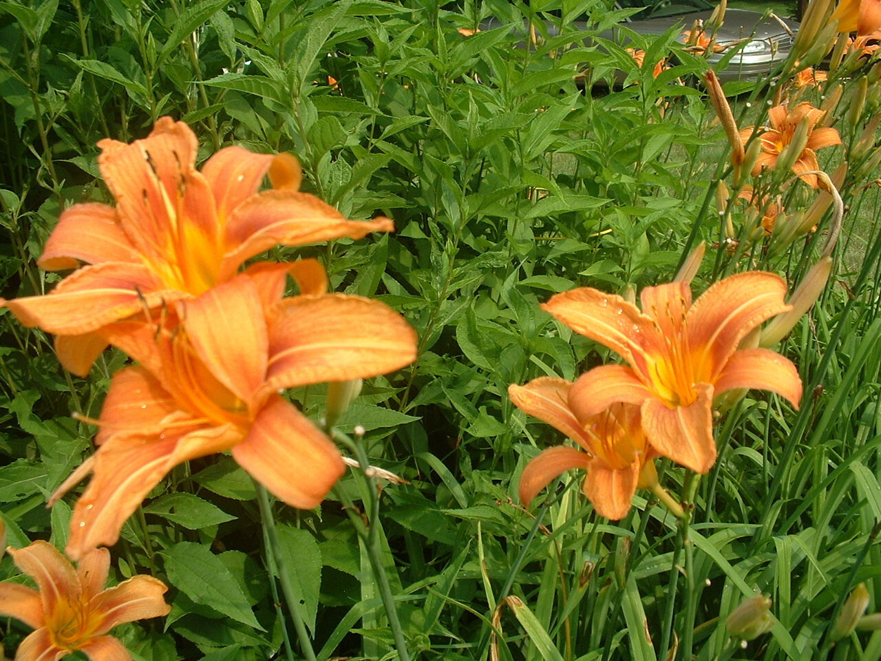 25 Orange Day Lily Fans Hemerocallis fulva ORGANIC tawny ditch bareroot plants