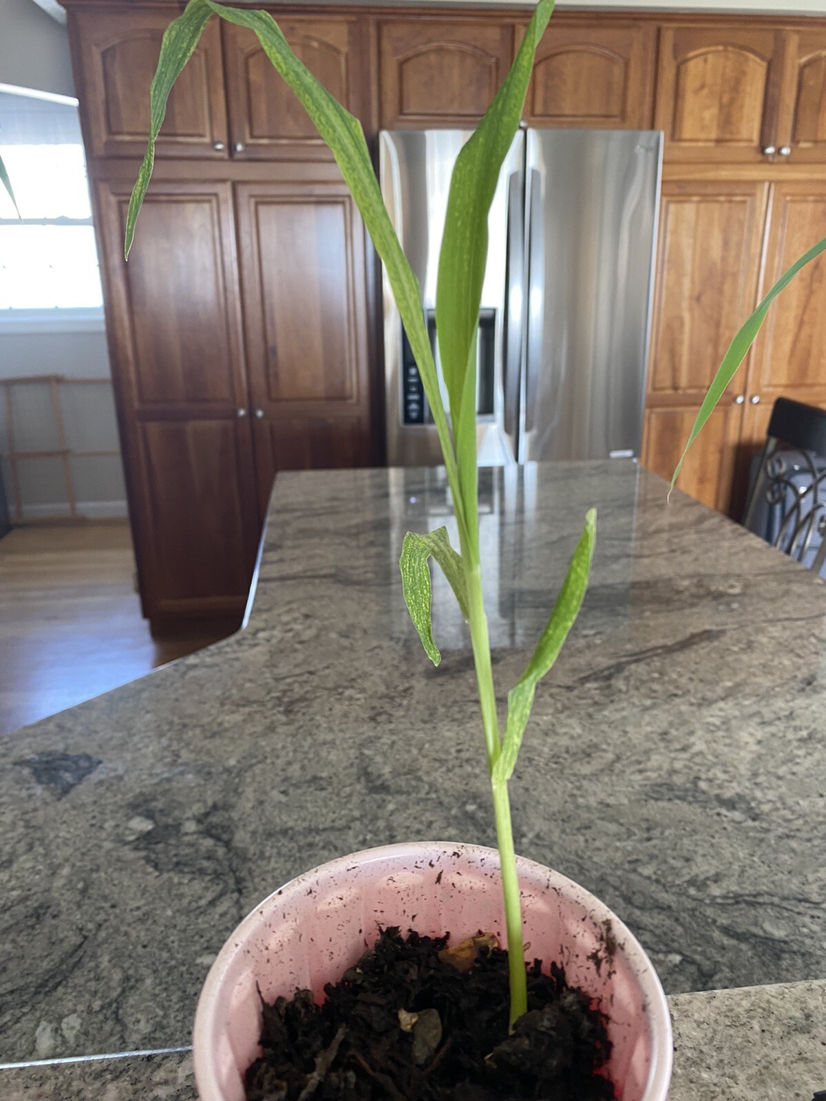 Glass Gem Ornamental Corn, Rainbow Color corn plants