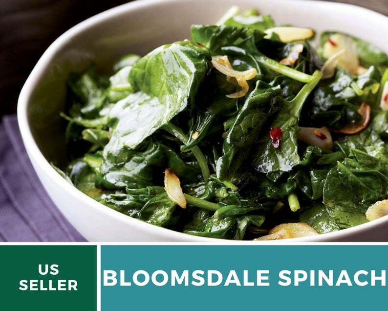 Spinach, Bloomsdale – 150 Seeds – Sow in Spring or Summer – Heirloom – NonGMO