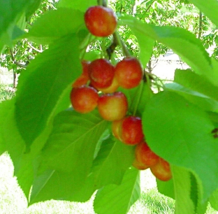 10 Rainier Cherry Seeds Pits Fresh Fruit Sweet Easy to Grow Garden Tree