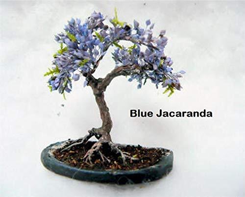 Flowering Bonsai Tree Seeds Bundle – 3 Types, All Flowering Tree Seeds, Vibrant