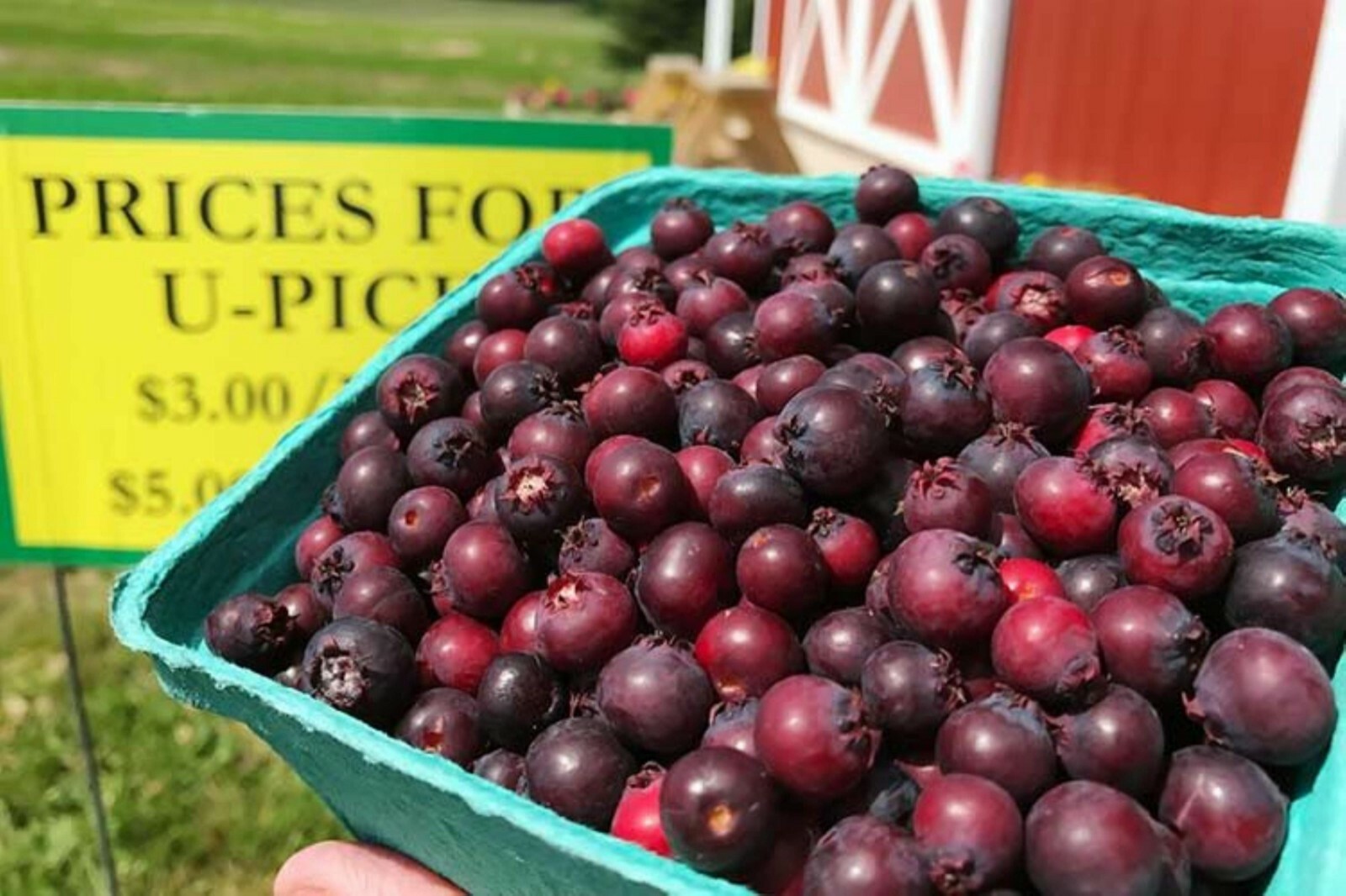 Saskatoon Serviceberry 8-12″ tall 1-2 y.o. (Amelanchier) Bare Root Juneberry
