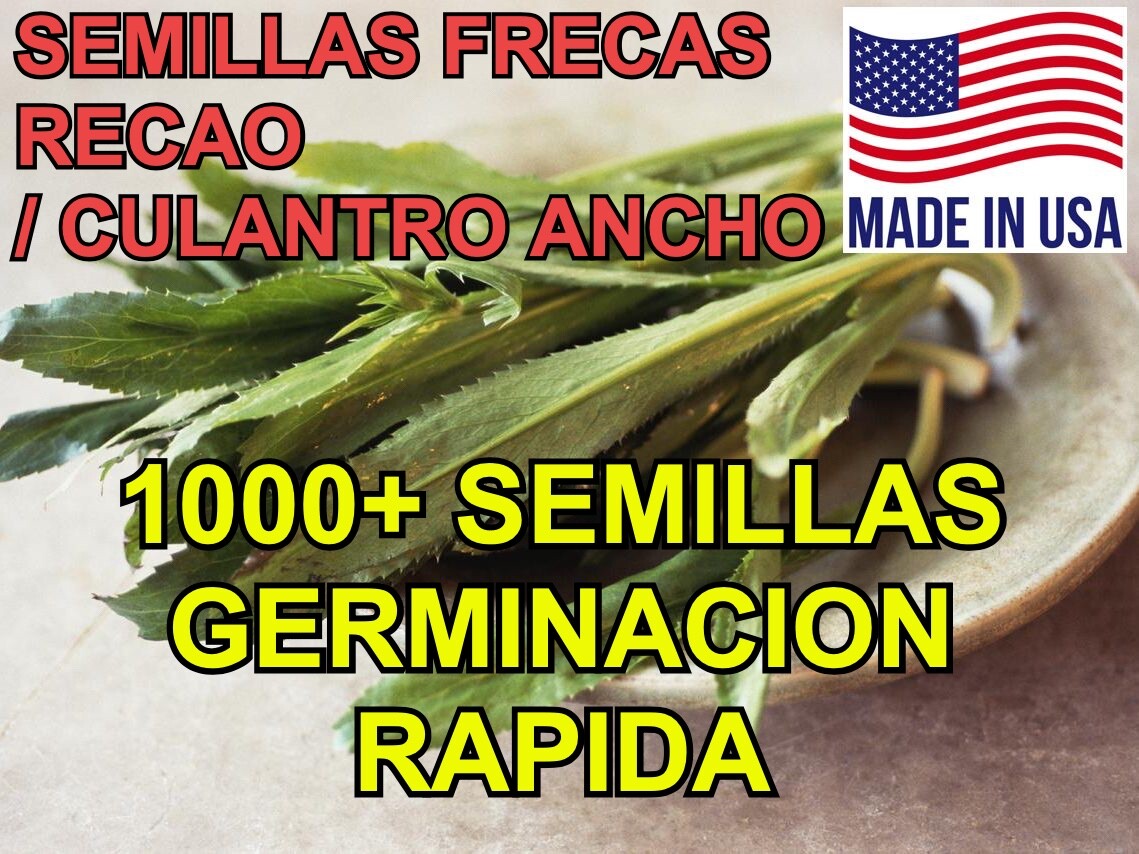1000+ Semillas de Recao, Culantro Ancho, Alcapate | Alta Calidad | Natural