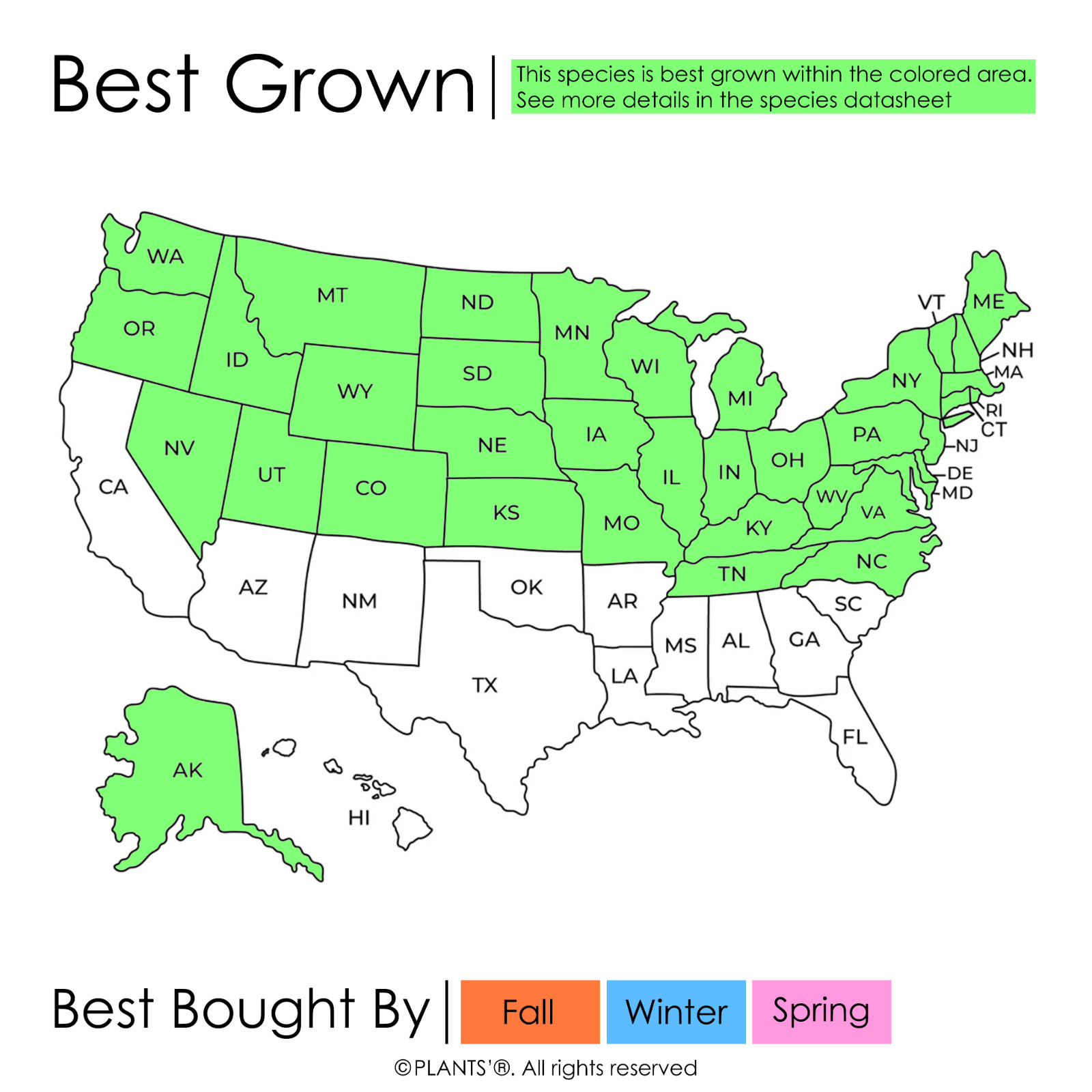 Northern Sugar Maple Tree | Premium Seeds | Acer saccharum ‘Summer’ | Plants’®