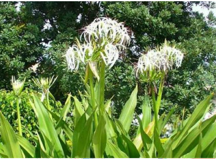 Crinum Lily, C. Asiaticum, Giant White Spider Lily 12(twelve) bulbs & 1 free