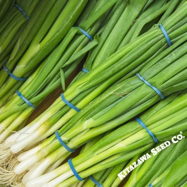 Onion – Bunching – Evergreen (Organic) – Microgreens Seeds ilb packet ~By KITAZA