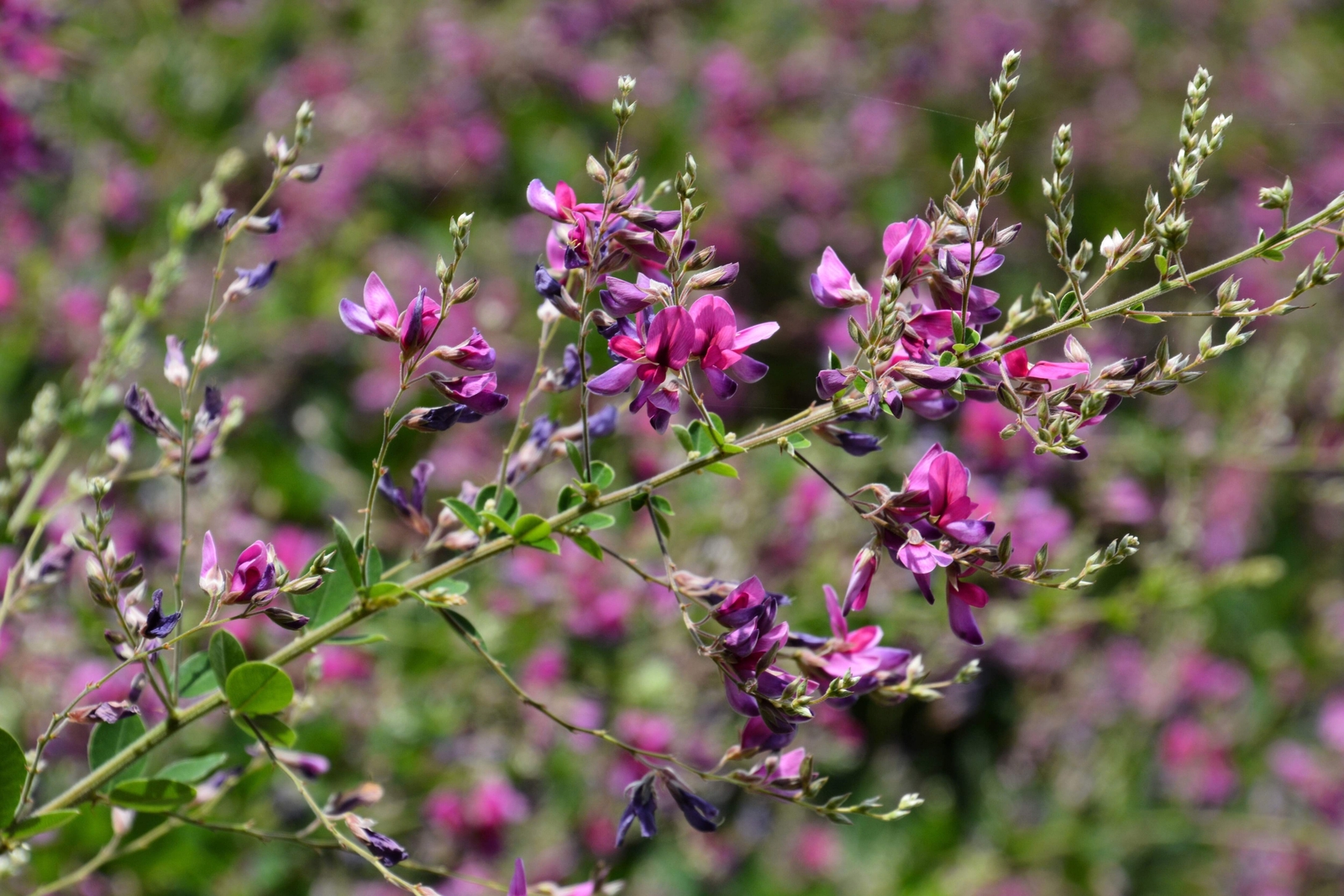 100 SLENDER BUSH CLOVER Lespedeza Virginica Shrub Pink Purple Flower Seeds