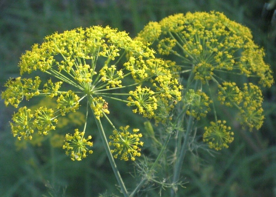 7 CULINARY herb varieties NON-GMO SEEDS GREAT in the KITCHEN ESSENTIAL SURVIVAL!