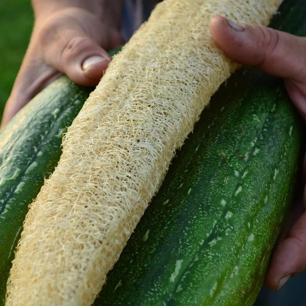 12 LUFFA GOURD SEEDS – LOOFAH SPONGE GOURD – DISHCLOTH GOURD – LARGE —– RARE