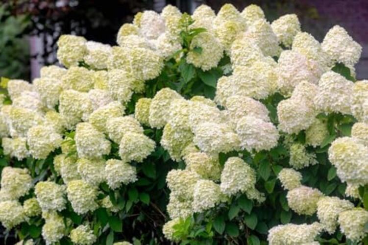 50PCS Heirloom Heirloom Plants—White Pink Flower Shrub Seeds—Hydangea Paniculata