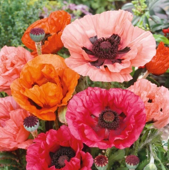5,000+ Mixed Oriental Poppy Seeds Premium Perennial Giant Crepe-Paper Blossoms