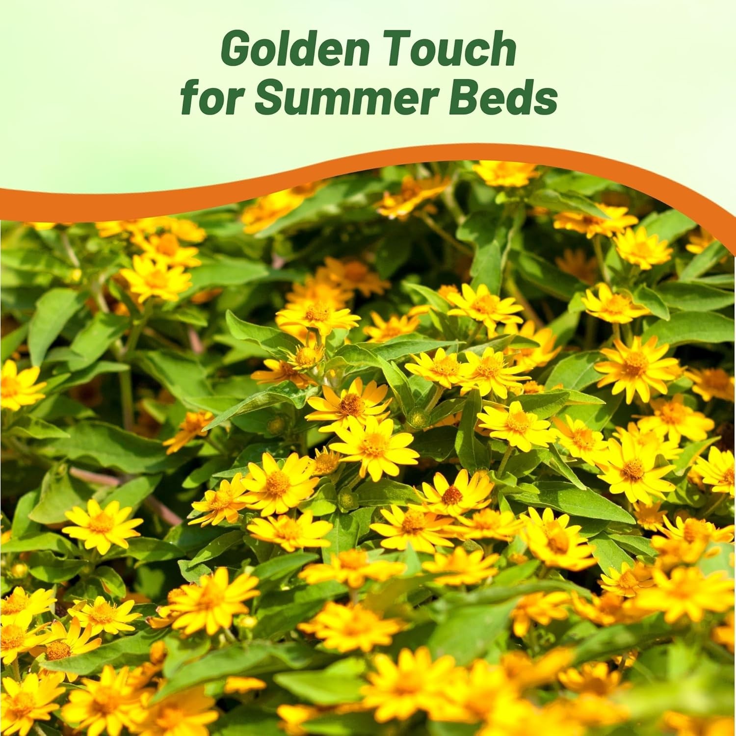 200 Seeds Melampodium Derby Seeds – Butter Daisy Melampodium Paludosum