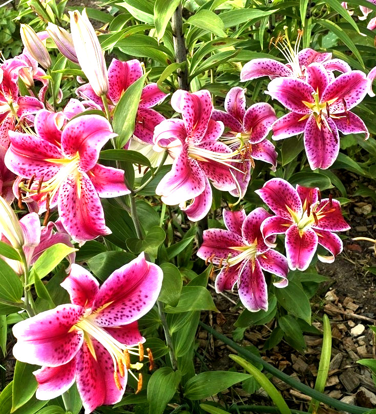 Lily Flower Bulbs 4 Stargazer Pink Flowers Oriental Orienpet Tree Lilys Plants