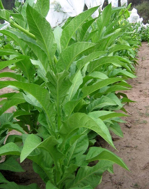 1000 Japan 8 Tobacco Seeds ~ Sweet Dark Nicotiana Tabacum ~ Compact Tobacco