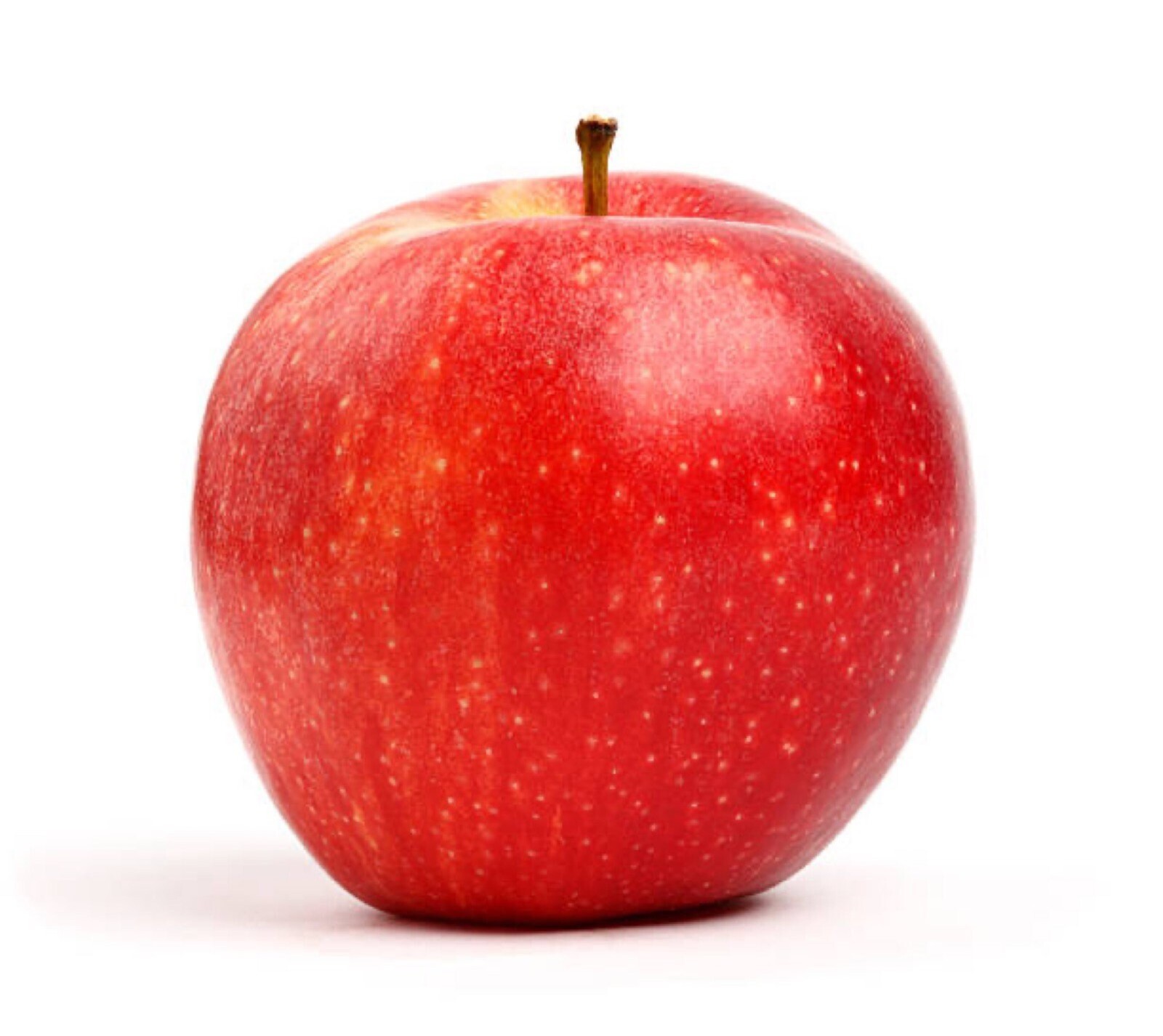 Red Fuji apple tree grafted 5x5x12 inches pot size 1 year old