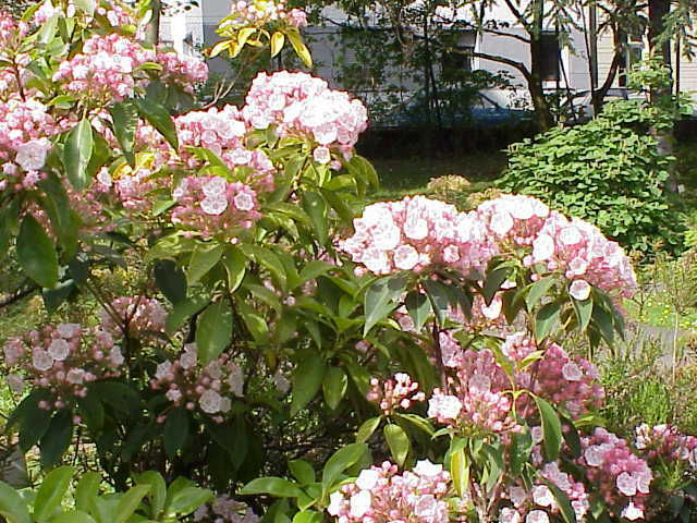 Mountain Laurel Shrub, Kalmia Latifolia, Seeds (Showy Evergreen)