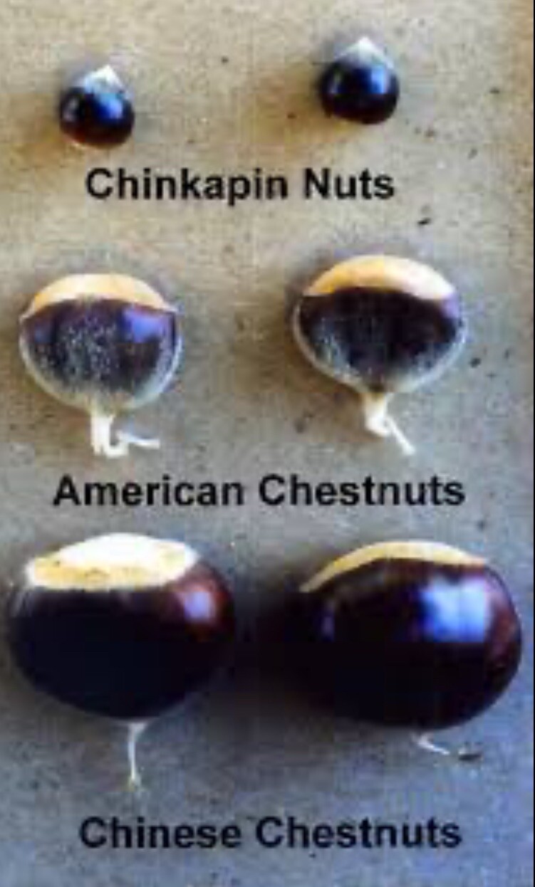 100% American Chestnut. 2025 harvest. Verified By The ACF. 5 Per Order