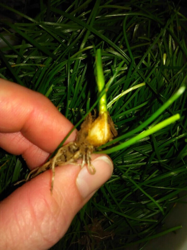 25 Wild Onion (Allium canadense) Bulbs- Fresh, Clean, & Ready To Plant