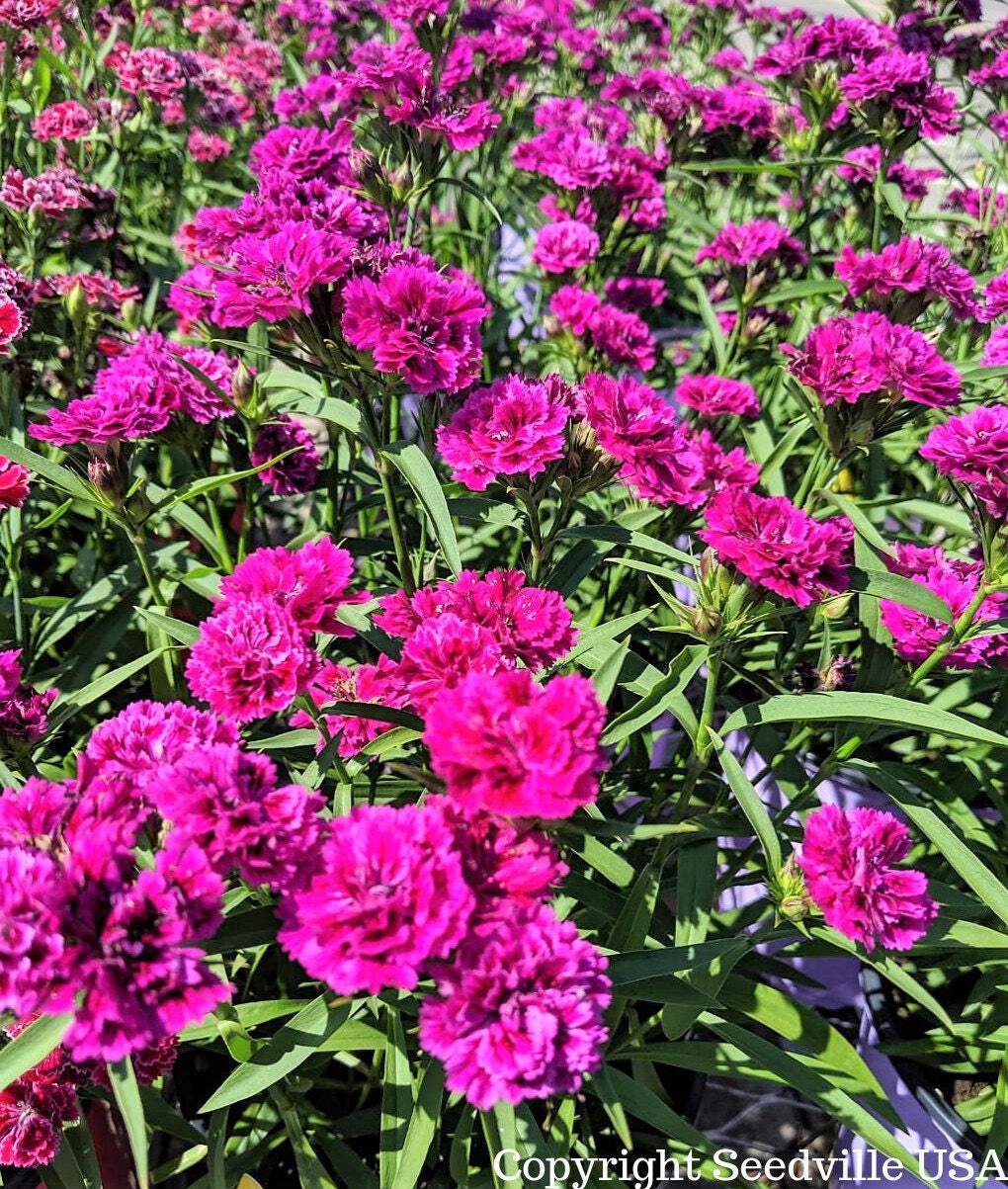 50 MAGENTA CARNATION Dianthus Caryophyllus Chabaud Flower Seeds *Comb S/H