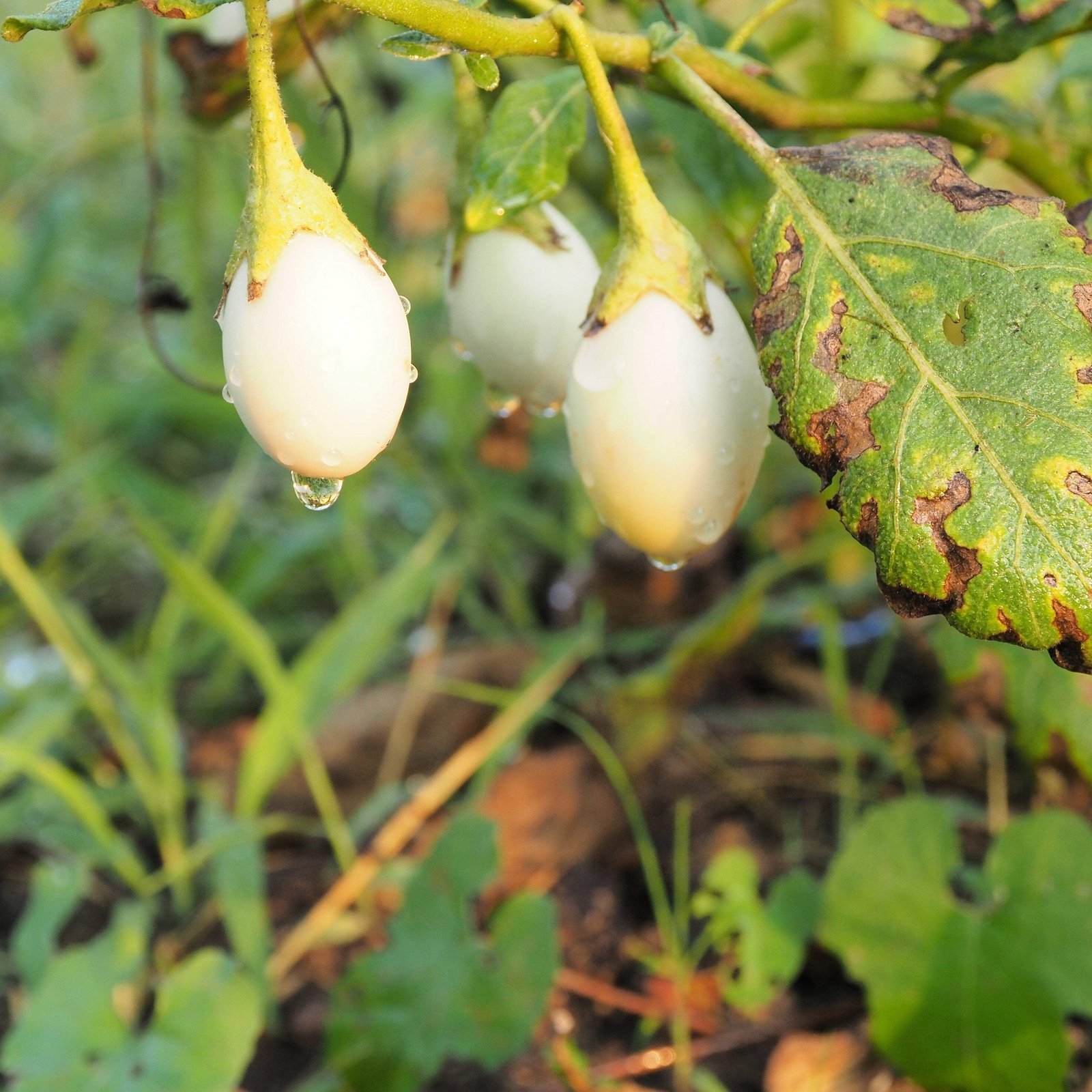 30 EASTER EGG PLANT Ornamental Easter Eggplant / Nest Egg Solanum Ovigerum Seeds