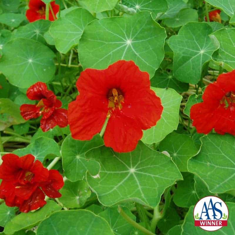 200 Seeds Nasturtium Seeds – Scarlet Gleam Flower Seed AAS Winner