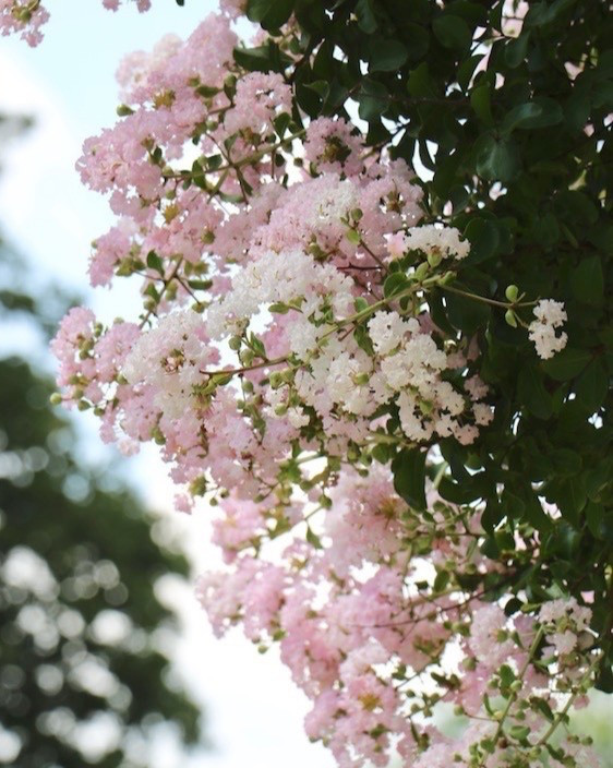 25 EXOTIC CRAPE MYRTLE SEEDS Dwarf Tree – White with Pink Frosting USA SELLER